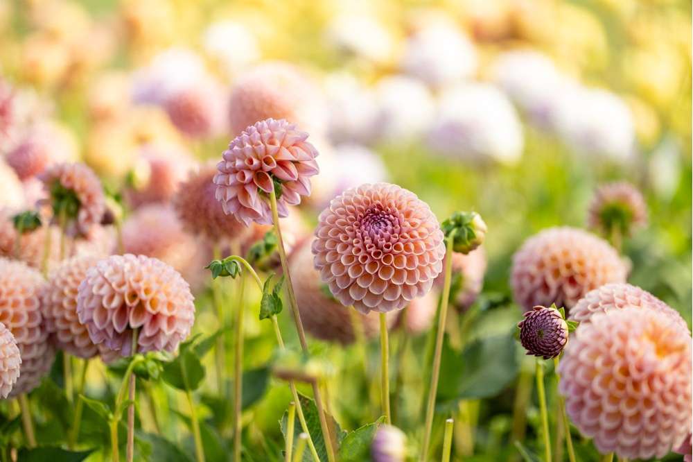 Dahlia 'Jowey Winnie'